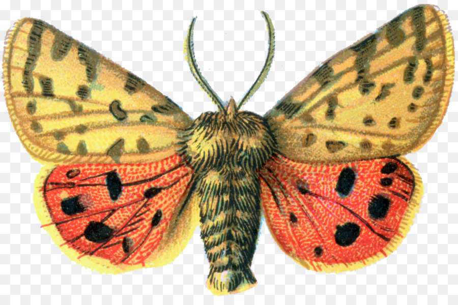 Bướm Rhyparia purpurata Clip nghệ thuật - Moth