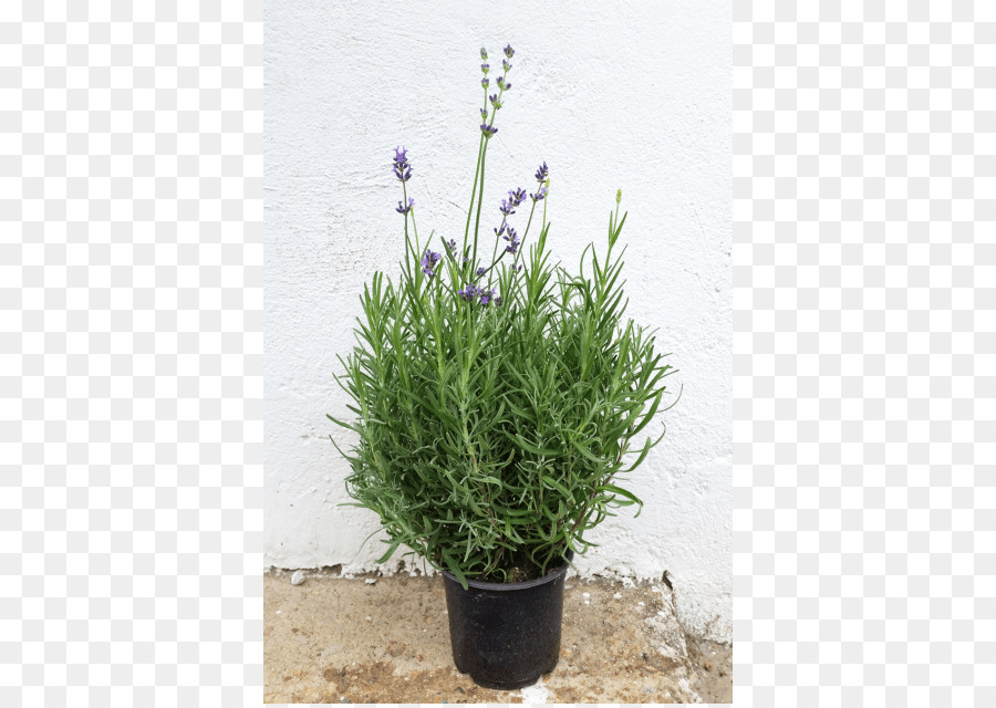 Englisch Lavendel French lavender Herb Violett - Zwerg