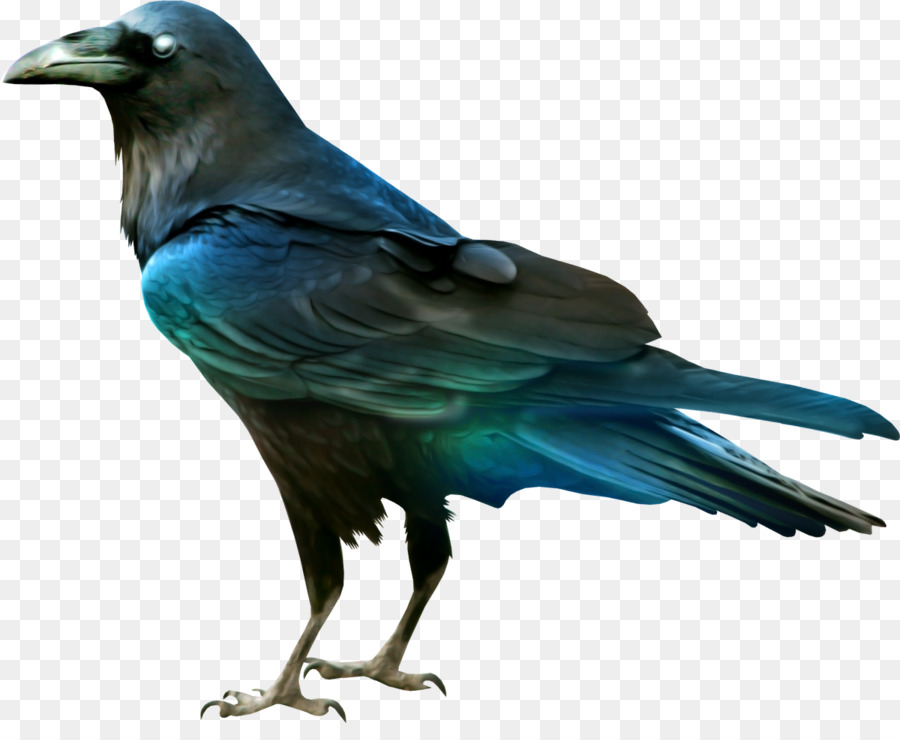 Quạ Raven Bird - cần cẩu con chim