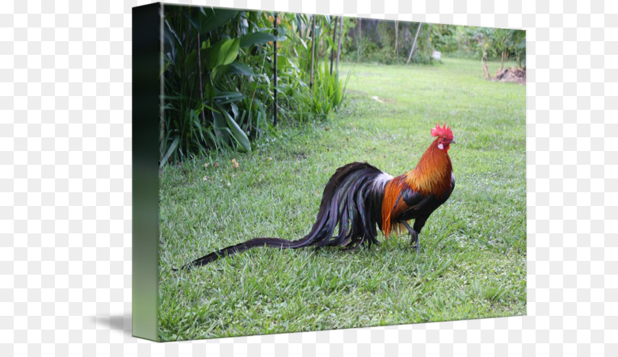 Phoenix gà Yokohama gà Ác Sumatra gà Rooster - con gà trống