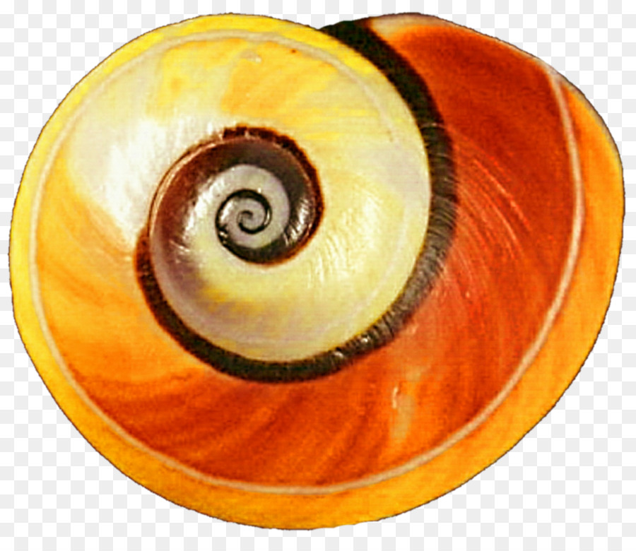 Gastropod shell-Gelb-Land-Schnecke-Orange - Schnecke
