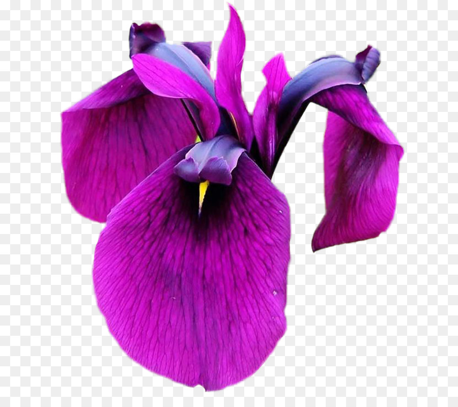 Handys Iris-clipart - Flor