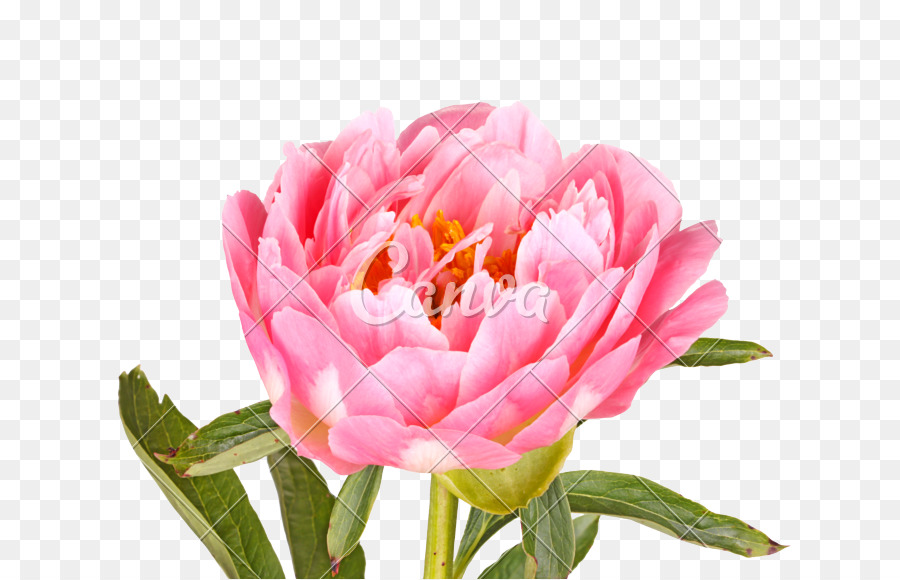 Hoa mẫu đơn Nhiếp ảnh mẫu đơn lactiflora Hoa Lá - chúa