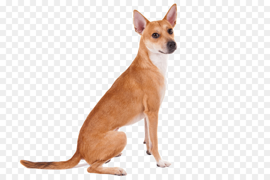 Cartoon Dog png download - 1170*780 - Free Transparent Mexican Hairless Dog  png Download. - CleanPNG / KissPNG