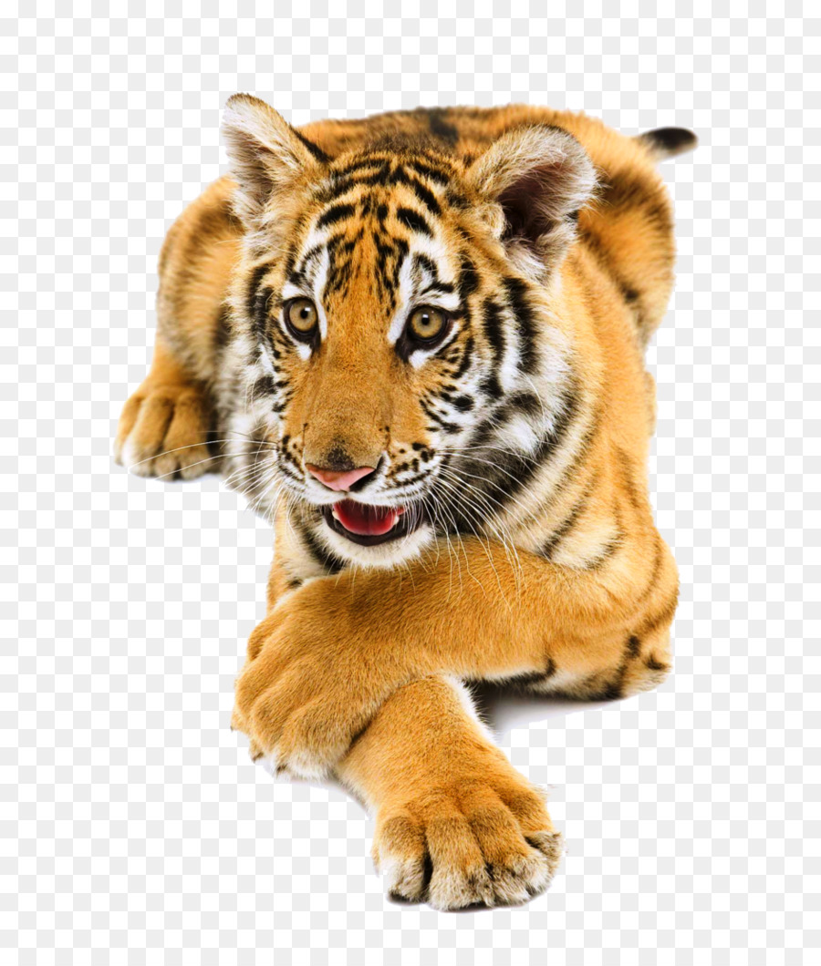 Xem trước Tải hổ Bengal Nam Trung quốc hổ - LG
