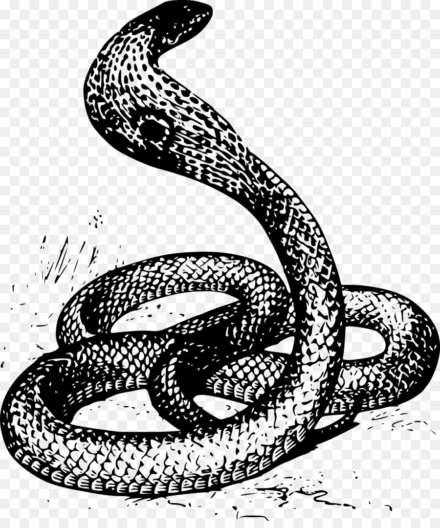 Snakes a sketch by hand pencil drawing Royalty Free Vector