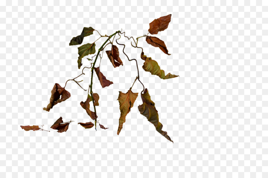 Welke Kürbis Blätter, hängende Pflanze - teilen