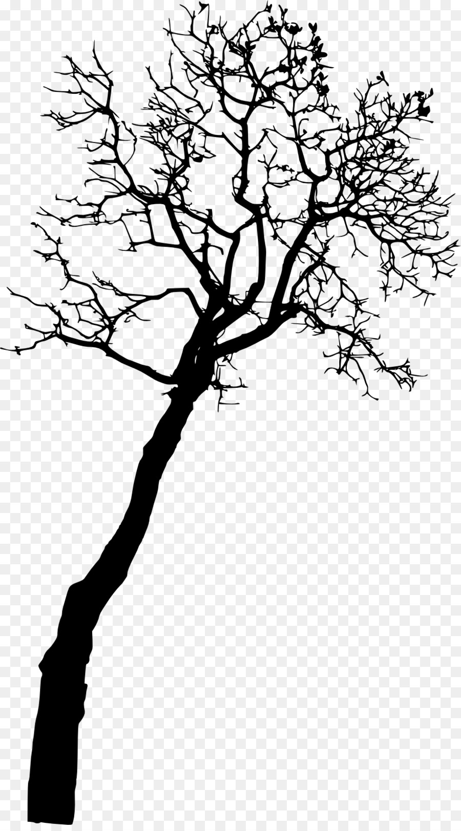 Baum, Fotografie - Baum silhouette