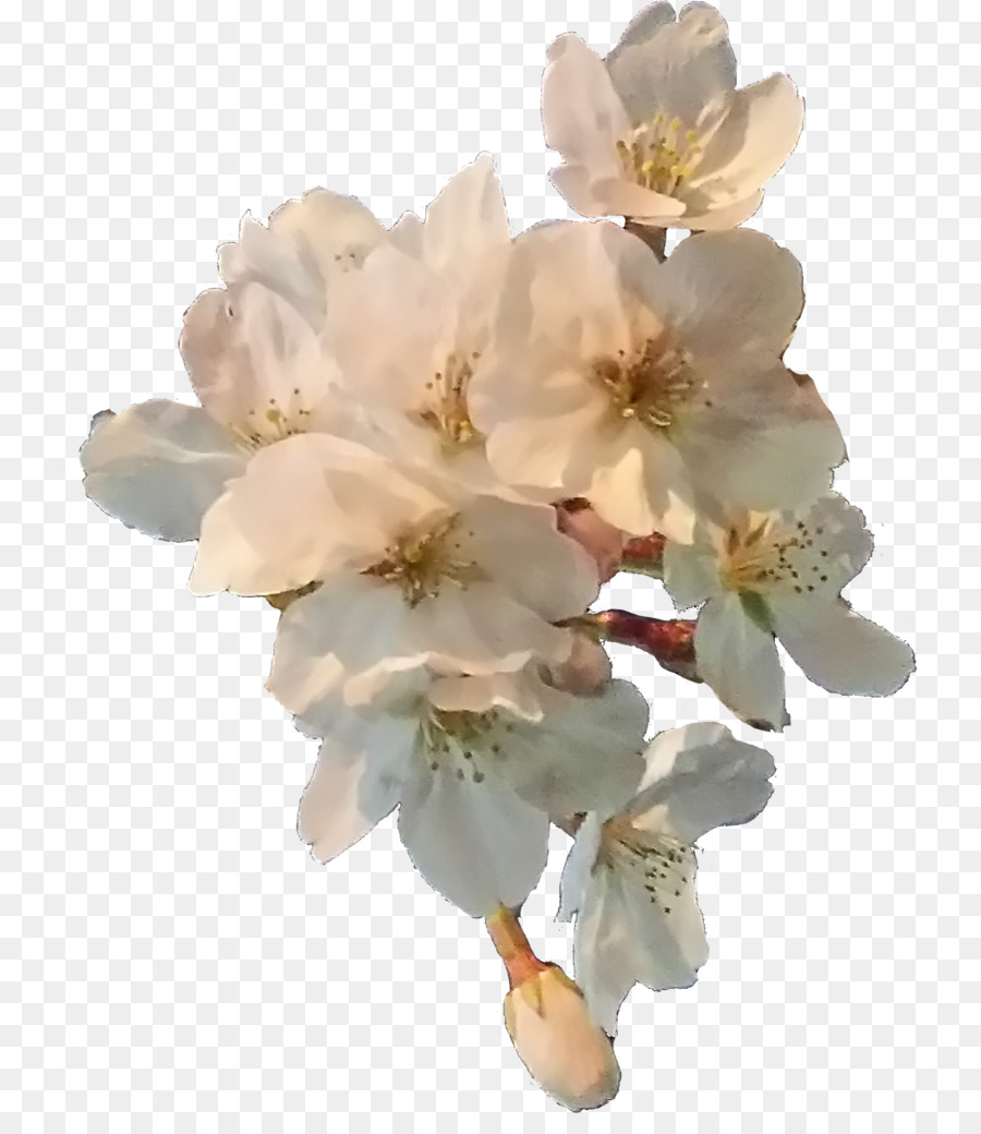 Die abgeschnittenen Blumen von Cherry-blossom-Petal - Kirschblüten