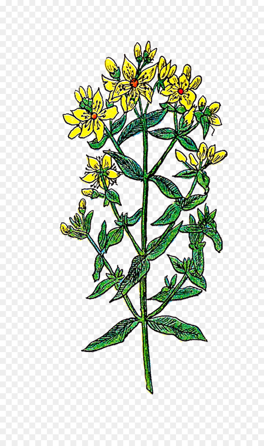 Hoa Clip nghệ thuật - thực vật hoa
