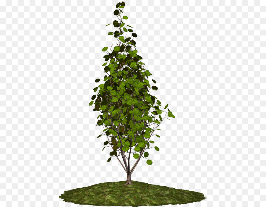 Baum Zimmerpflanze Zweig Strauch - Brad Pitt