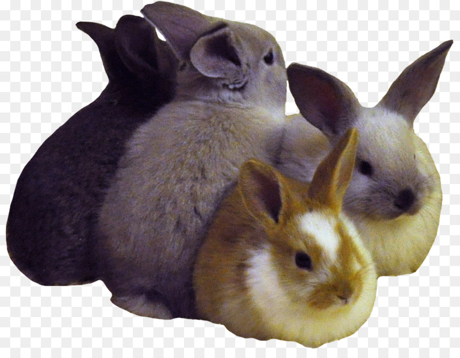 Heimische Kaninchen Osterhase Zwerg Kaninchen Cruelty-free - Ostern Kaninchen