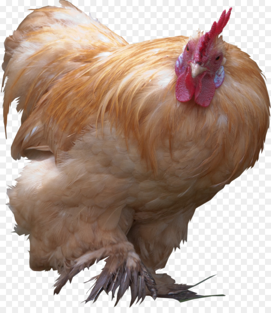Rooster YouTube Chim Gà - con gà trống