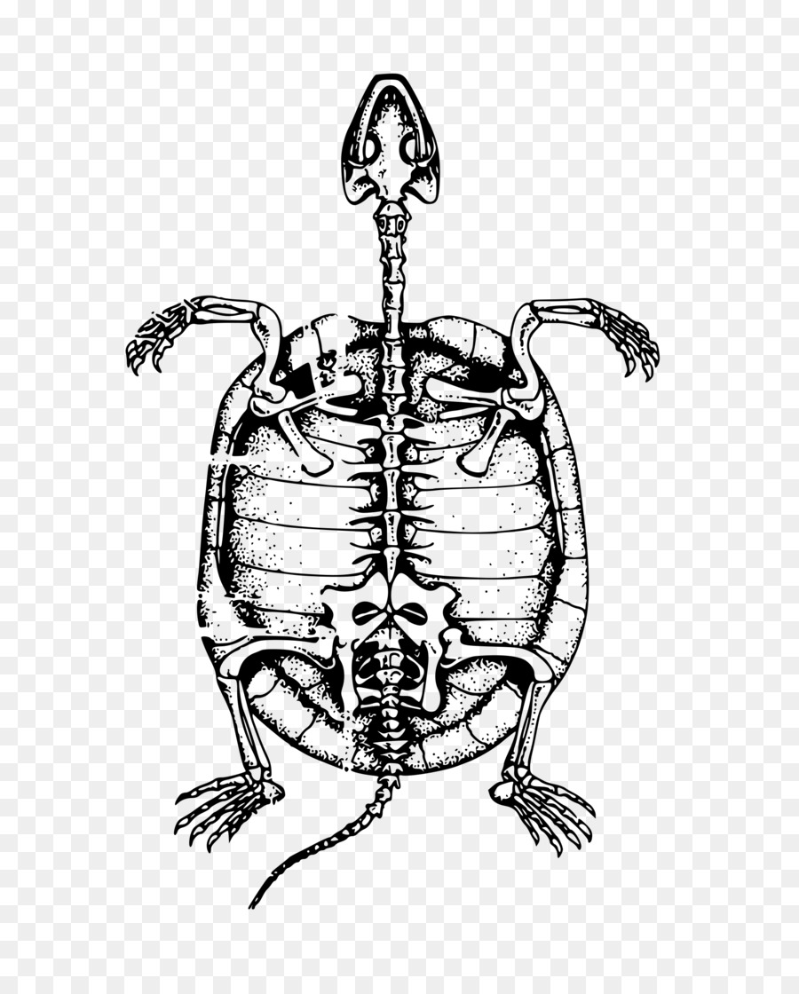 Turtle Menschliche Skelett Knochen clipart - tortoide