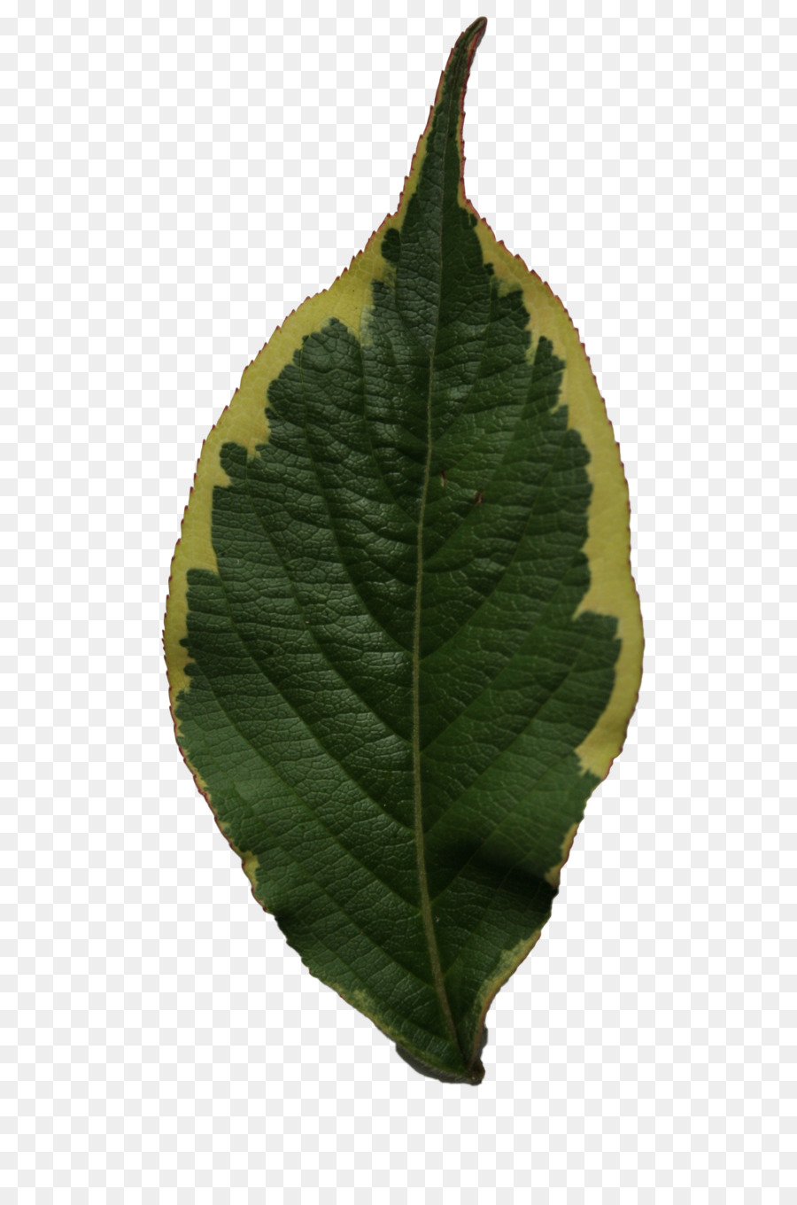 Pflanze Blatt Baum - Blatt textur