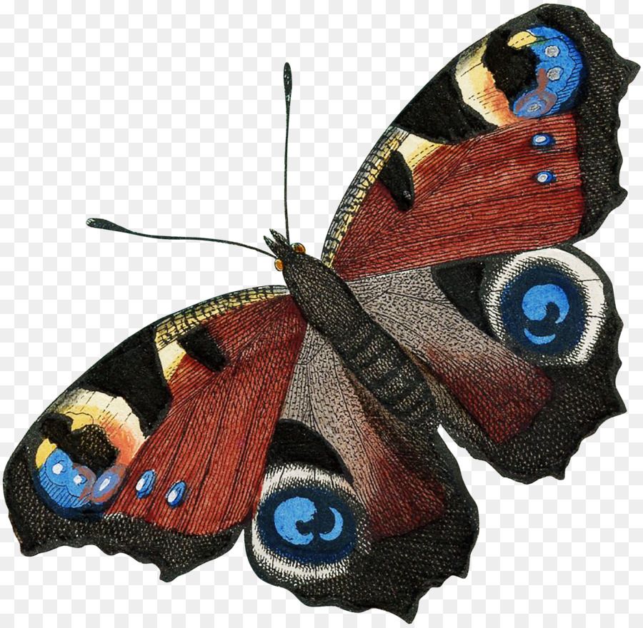 Farfalla, Insetto Lepidottero imprenditorialità Creativa Sono una Storia - pavone