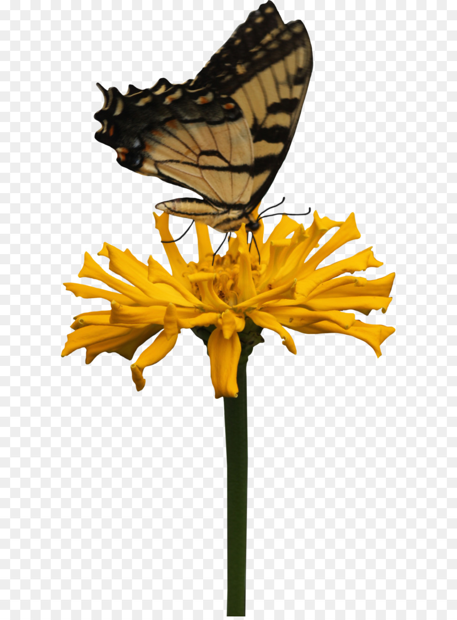 Schmetterling-Druck-Gelb - Schmetterling