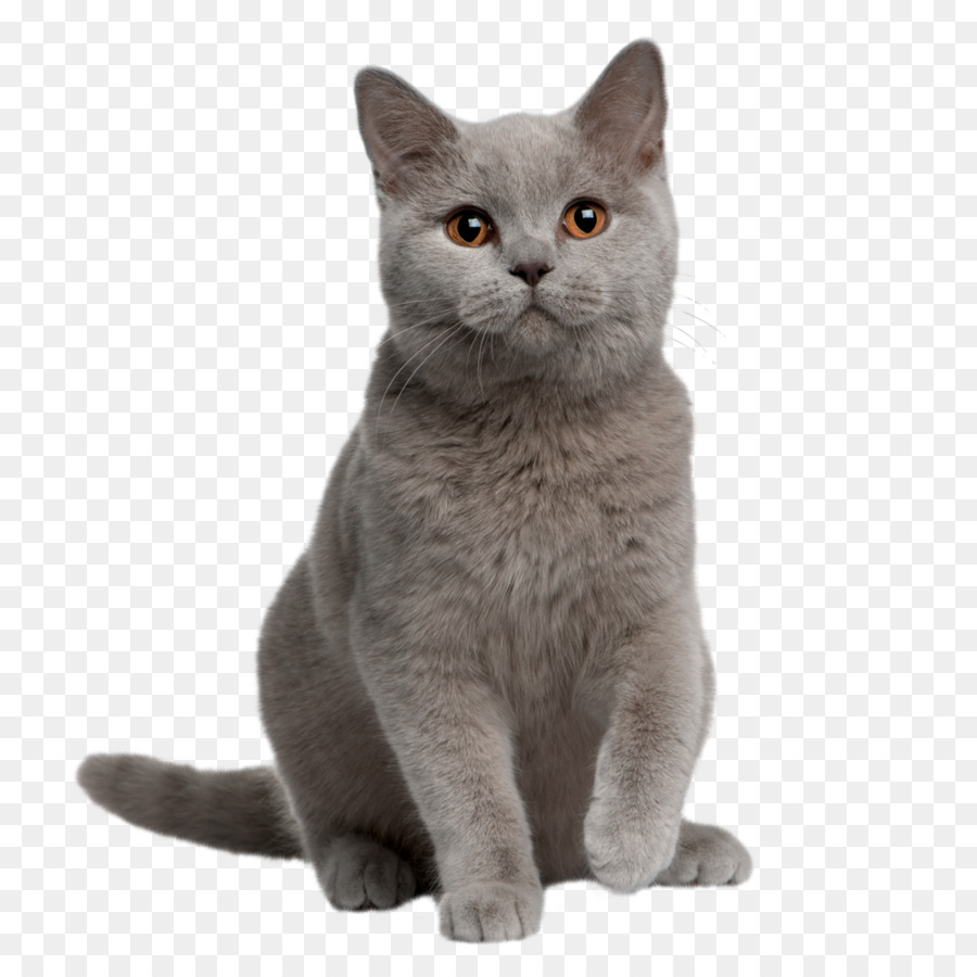 Anh, tóc ngắn Mỹ tóc ngắn, Mèo con Chartreux mèo ba tư - mèo