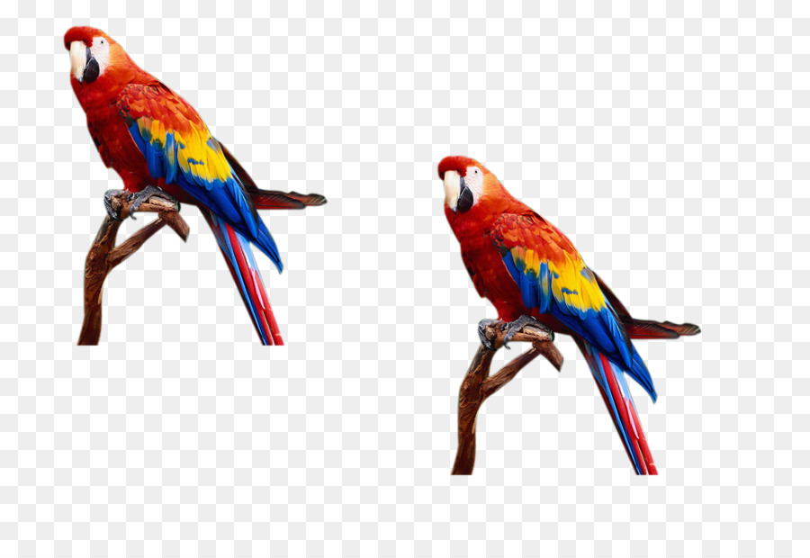 Papagei Wellensittich - Vogelschwarm