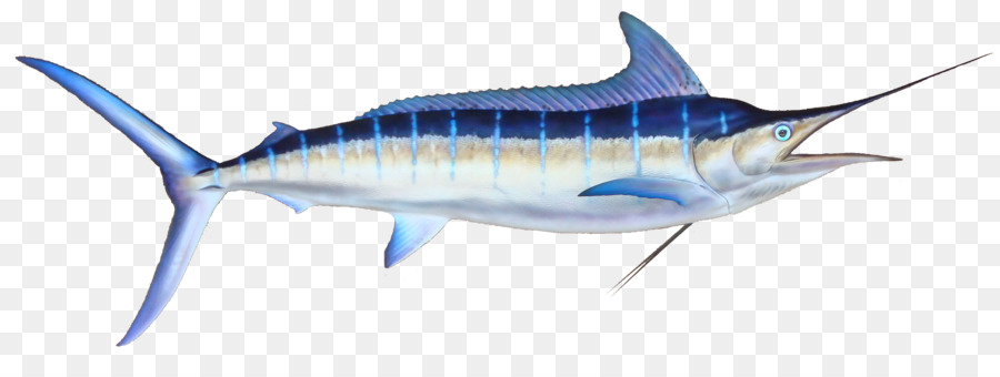 Marlin-Angeln in Black marlin Atlantik blue marlin - Streifen