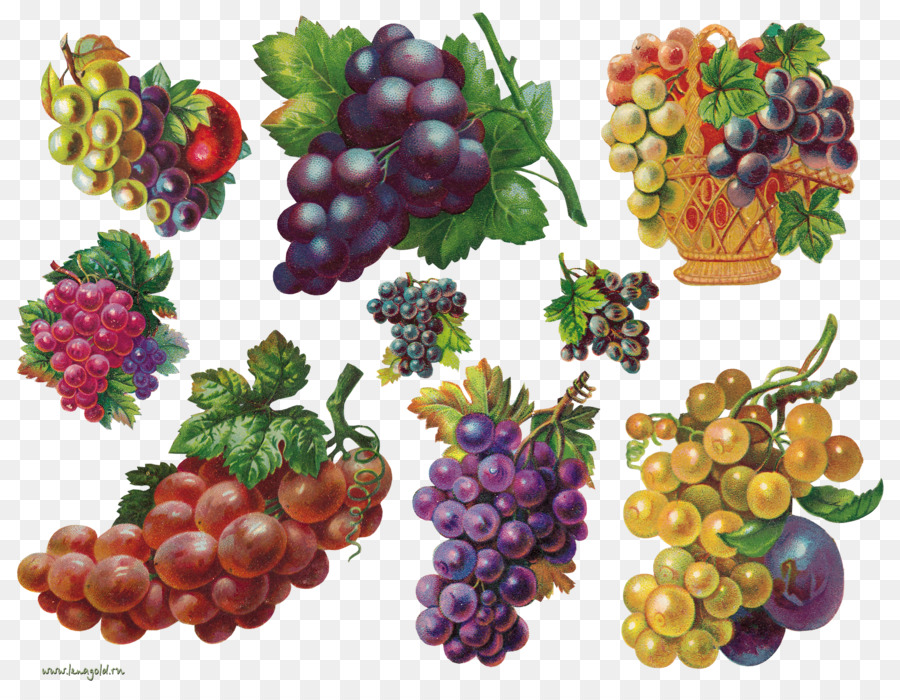 Frutta Auglis Pittura Clip art - uva
