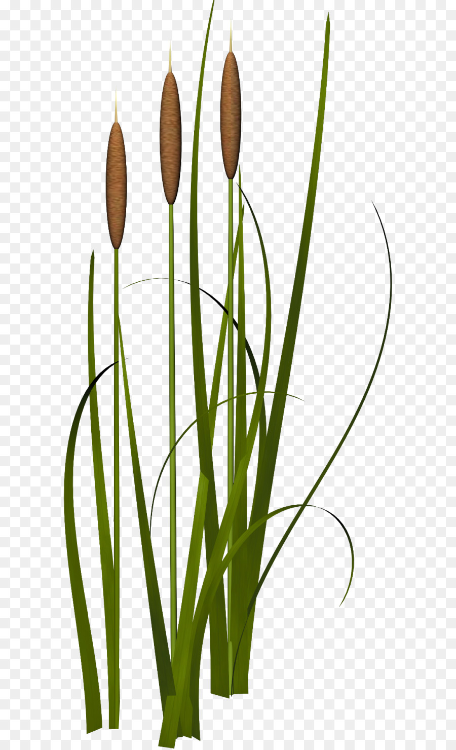 Wasserpflanzen, Gräser Aquatic animal - Bambus