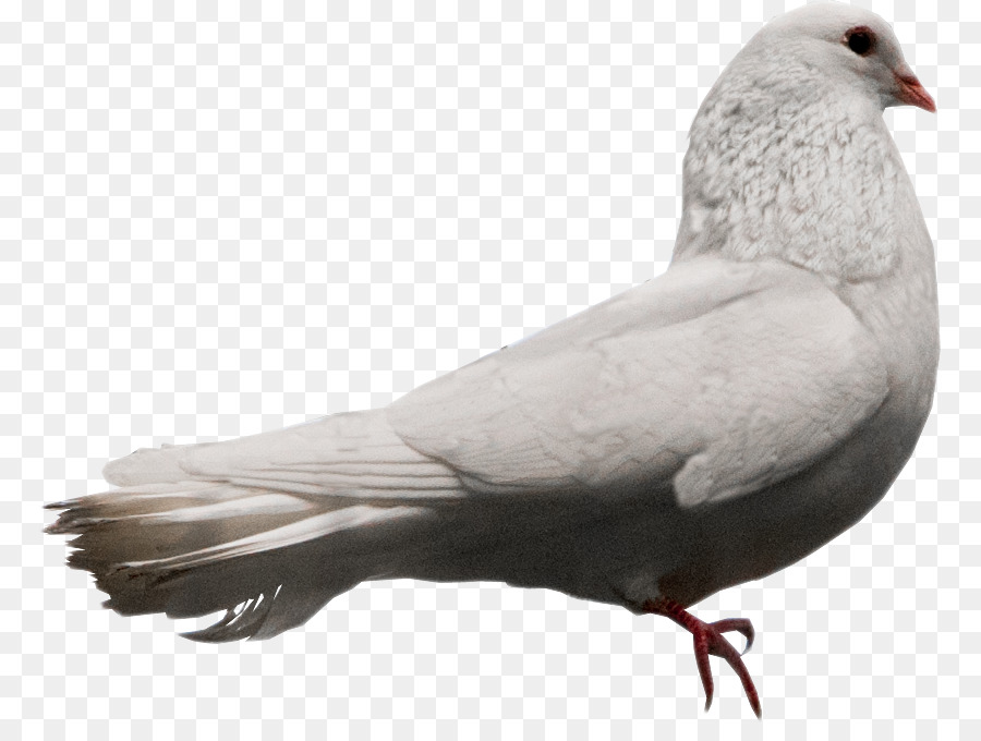 Columbidae Vogel DeviantArt Stock dove - Taube