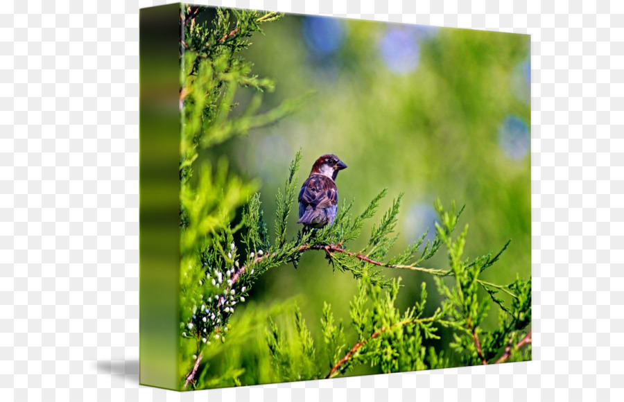 Finch Chim Cỏ Sparrow thư Viện bọc - chim sẻ