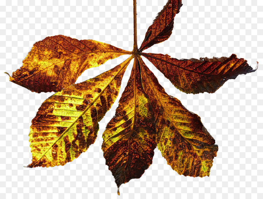Herbst-Blatt Fotografie - Herbst Blätter