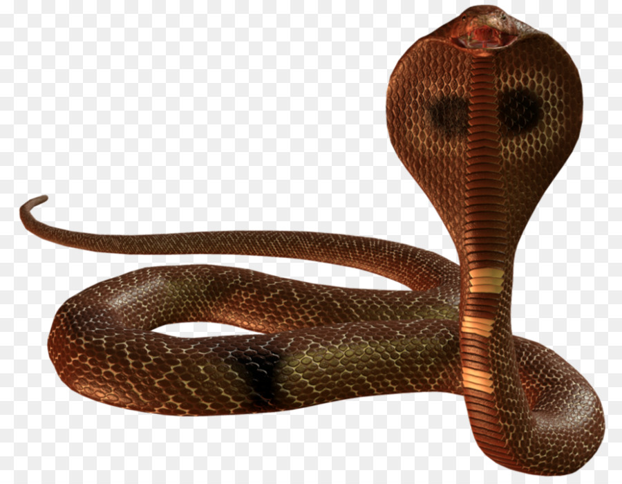 Con rắn độ phân giải Cobra Clip nghệ thuật - Anaconda
