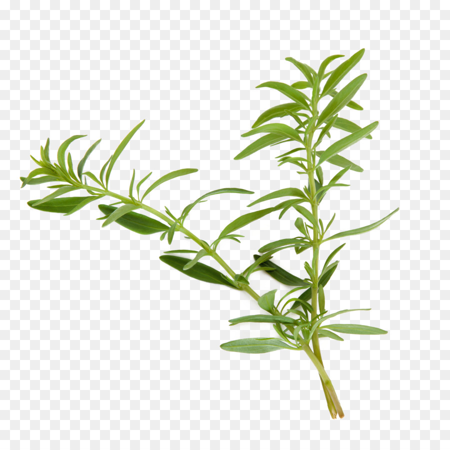 Ysop Pflanze Kraut Agastache foeniculum Gemeinsamen Wermut - Kräuter