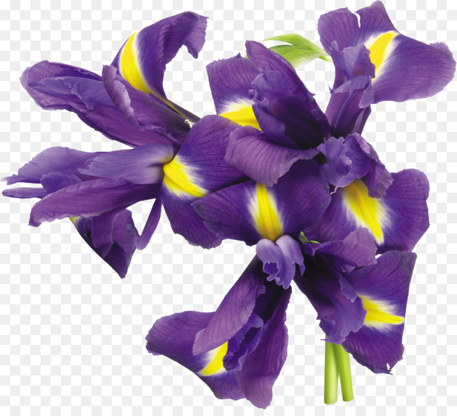 Iris Blume Pflanze - Iris