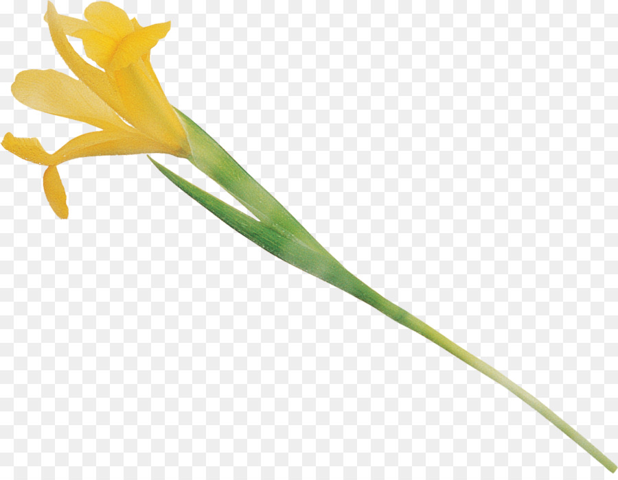 Blume, Pflanze, Stängel Blatt Knospe Blüte - Iris