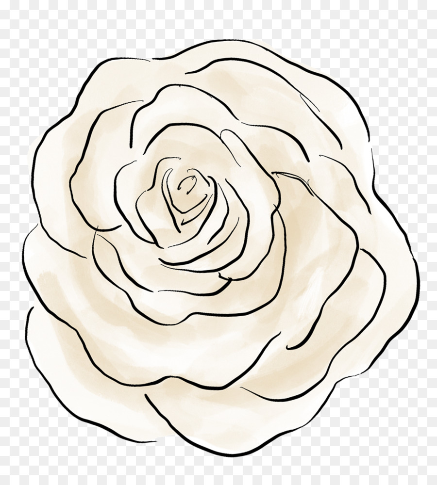 Schnittblumen Zeichnung Rosaceae-Rose - The Big Bang Theory