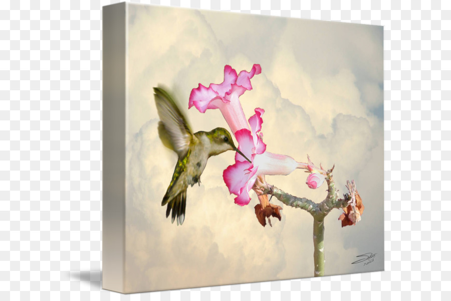 Hummingbird pittura ad Acquerello Rosa - rose leslie