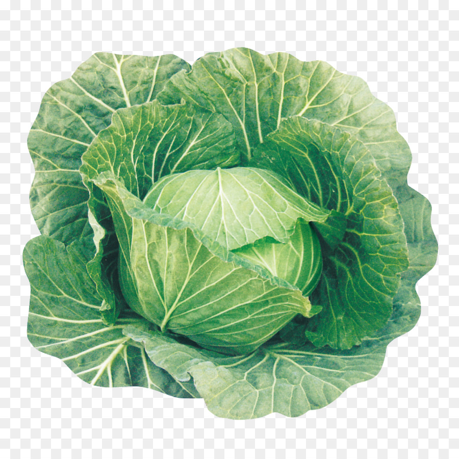 Cabbage Leaf vegetable Spring grünen Grünkohl - Kohl