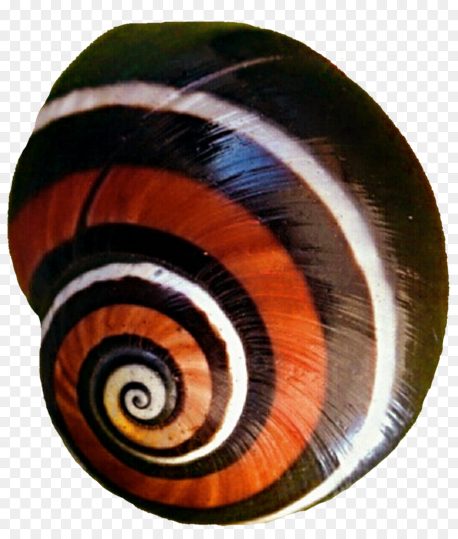 Lumaca Gasteropodi Invertebrati Spirale Slug - lumaca