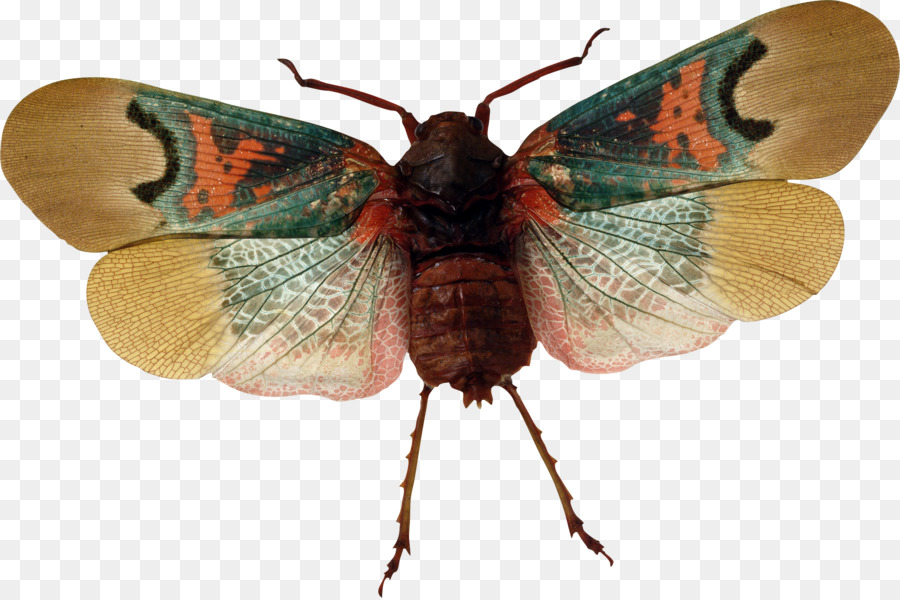 Bướm Côn Trùng Sơ Moth - côn trùng