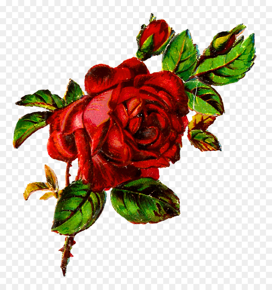 Giardino di rose rose Centifolia Flower Clip art - botanico di fiori