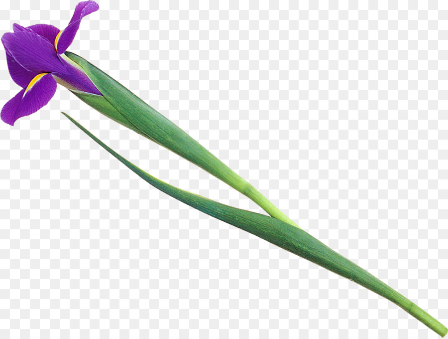 Staminali vegetali di piante da fiore Foglia - iris