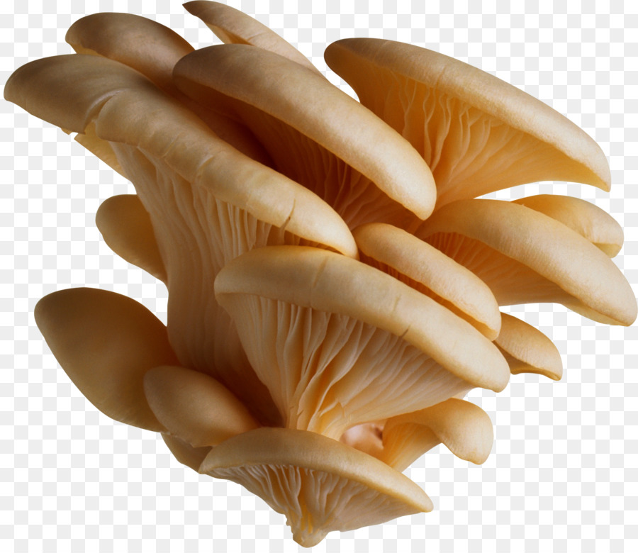 Oyster Funghi Pleurotus eryngii funghi Commestibili - funghi