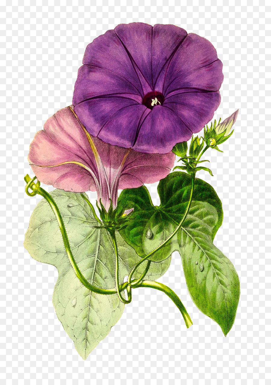 Hoa thiết kế dương xỉ-cây lá vitifolia - Pansy