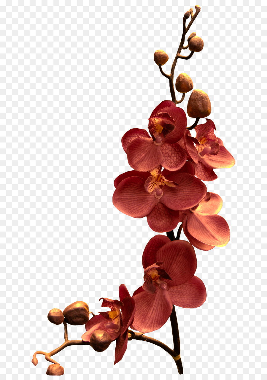 Orchideen-Aquarell Blumen - Mystik