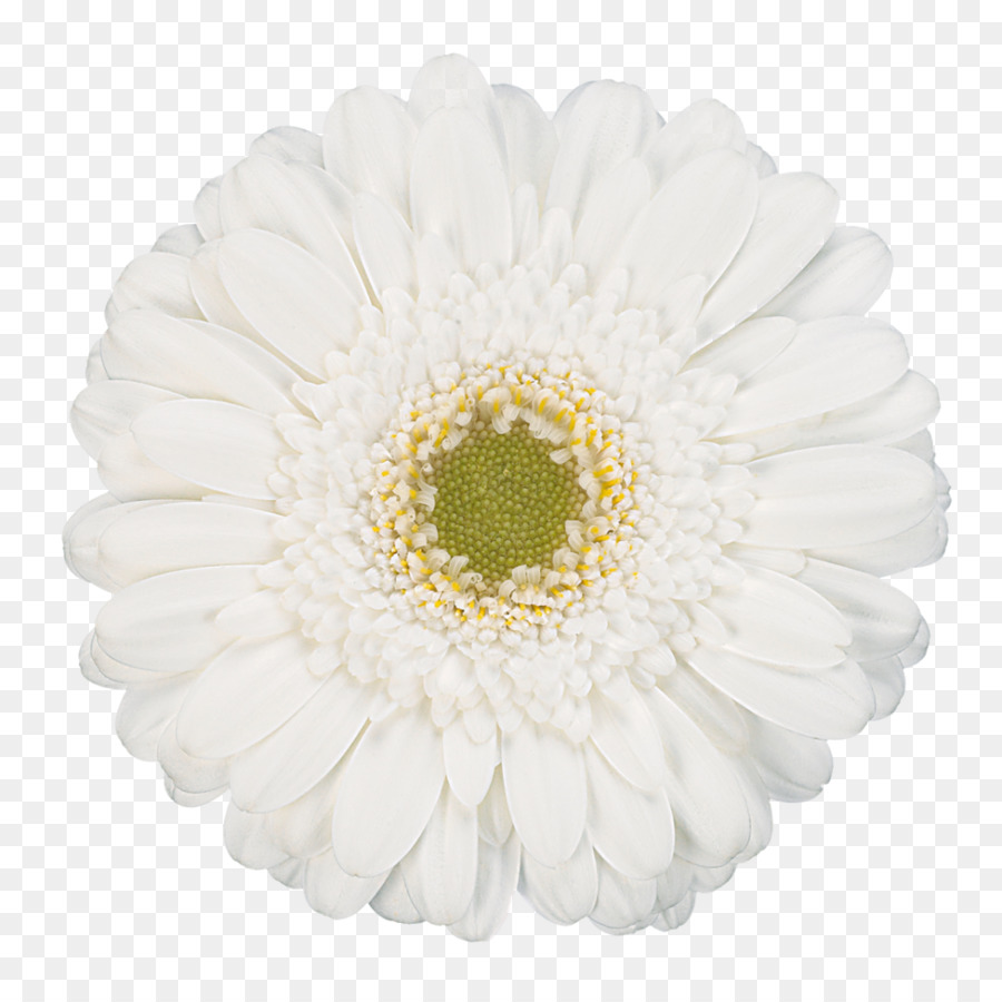 Transvaal daisy Blume Weiß-Fotografie - Gerbera