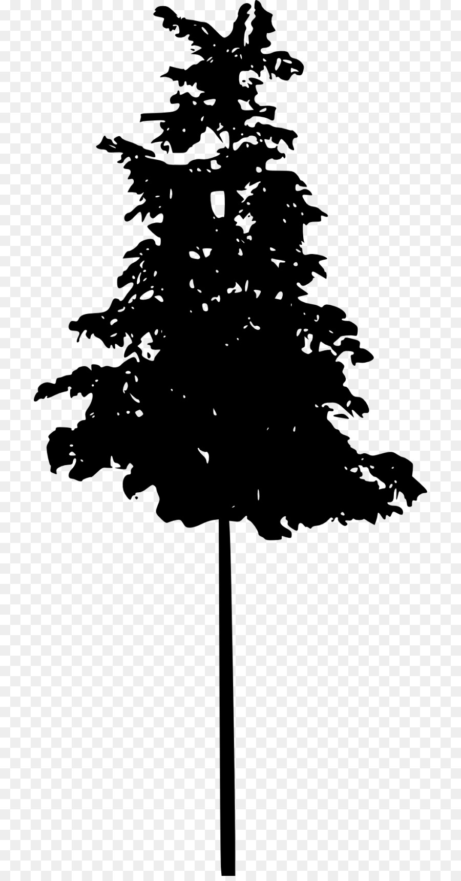 Pino Abete Conifere - albero silhouette