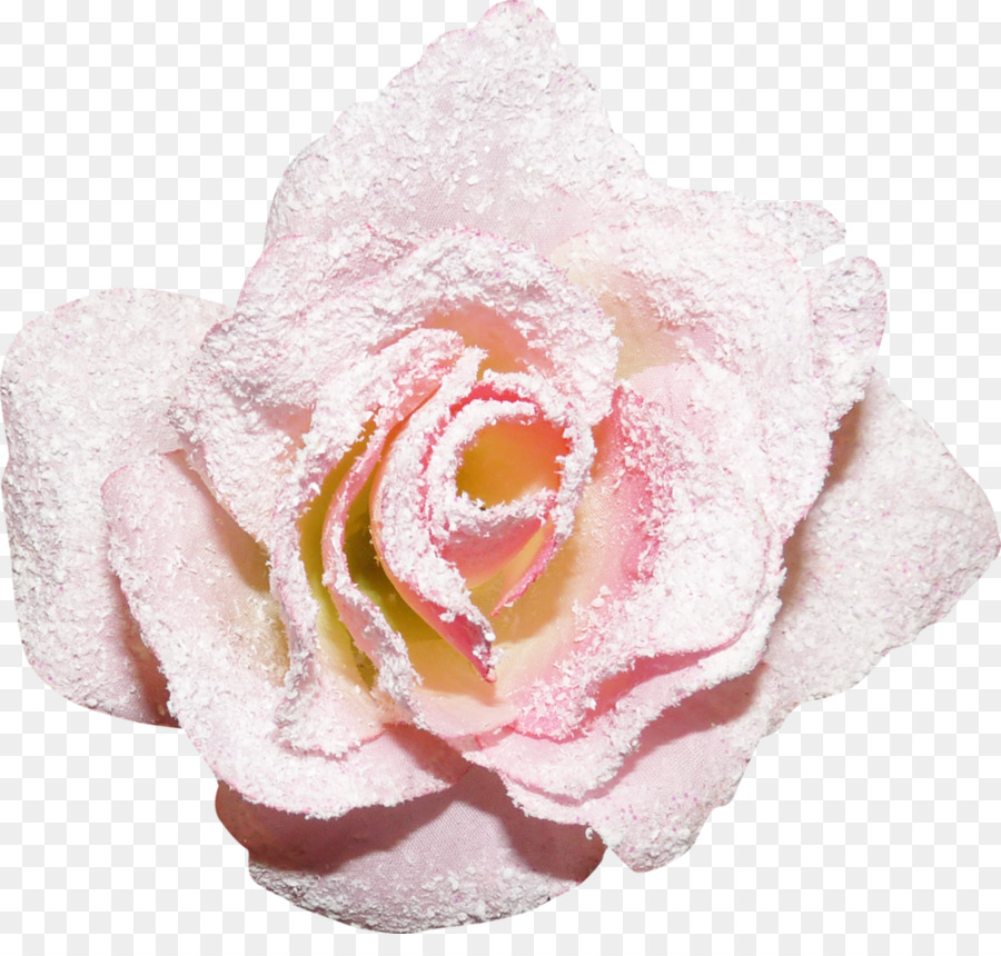 Still Life: Pink Roses Rosen Yandex-Google Bilder - 22