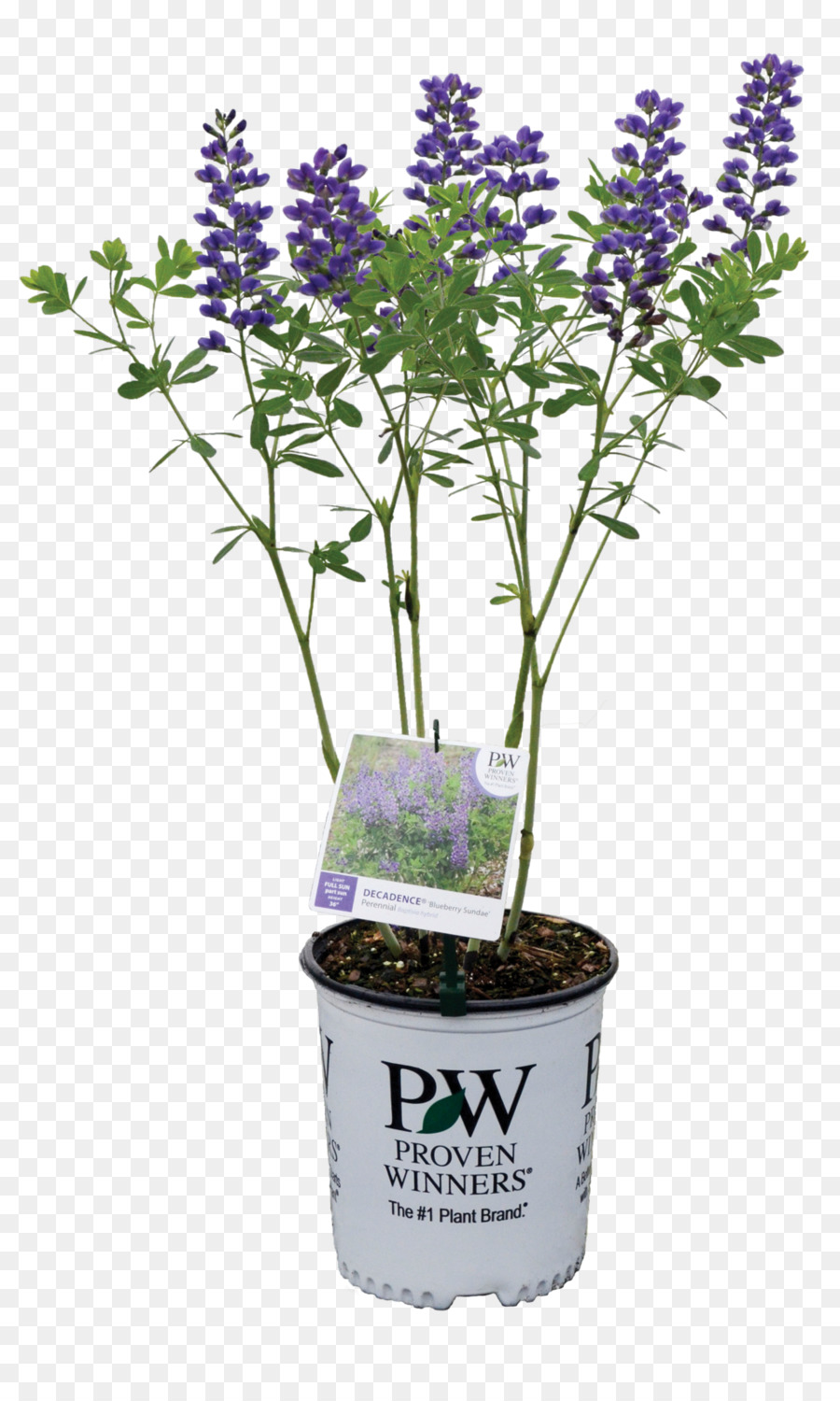 Baptisia australis Pflanzen Englisch Lavendel Strauch Violett - Container