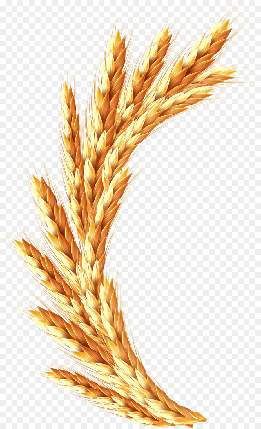 Wheat Cartoon png download - 1394*2287 - Free Transparent Wheat png  Download. - CleanPNG / KissPNG