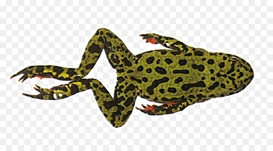 True frog Frosch und Kröte, Amphibie - Amphibien