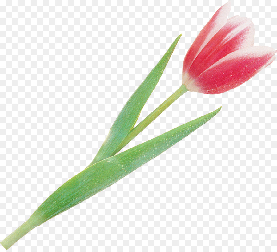 Cây hoa Tulip gốc Thực vật Bud - Tulip
